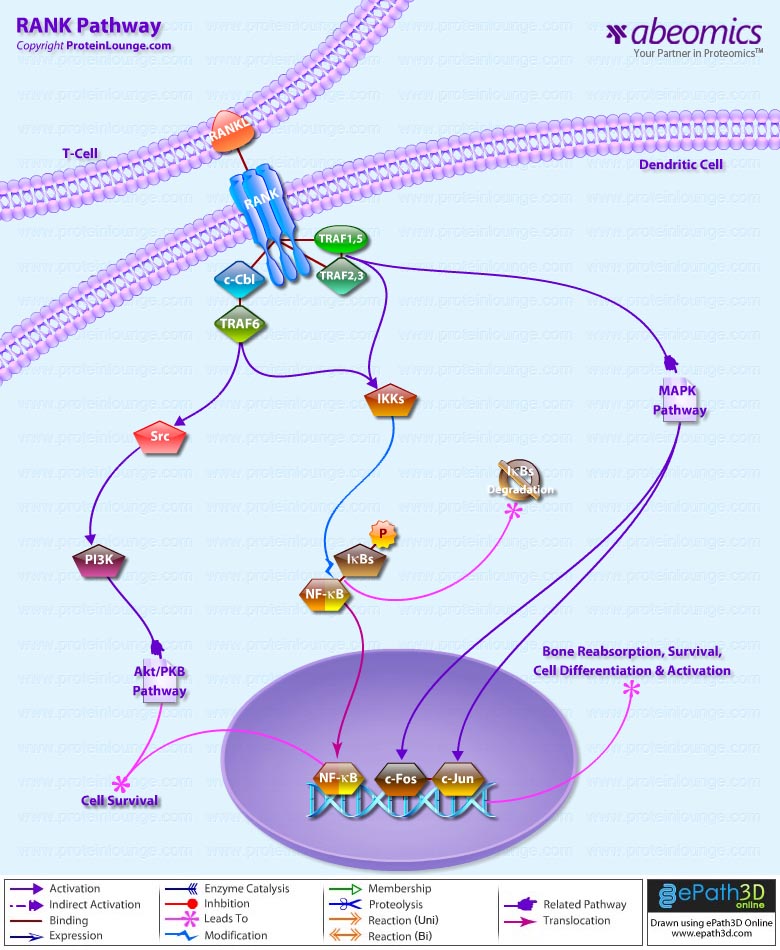 Rankl Signaling Pathway